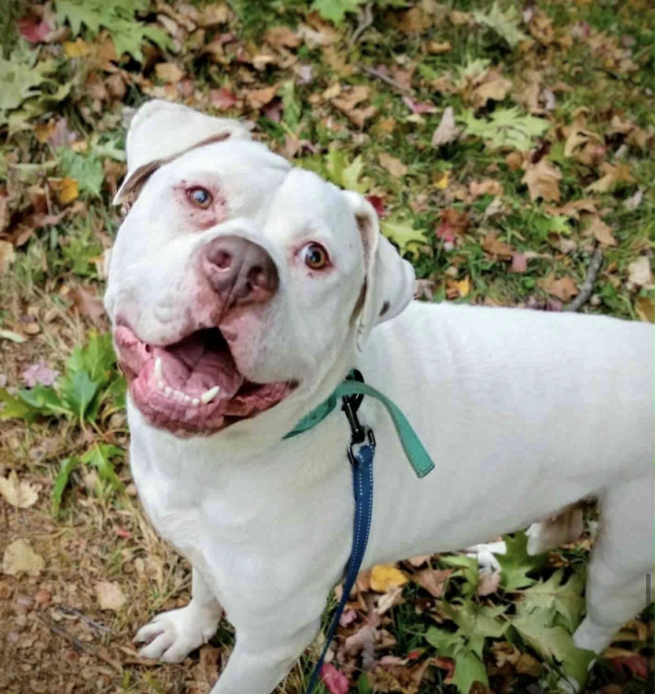 HANK, ADOPTABLE, Adult Male Pit Bull Terrier.