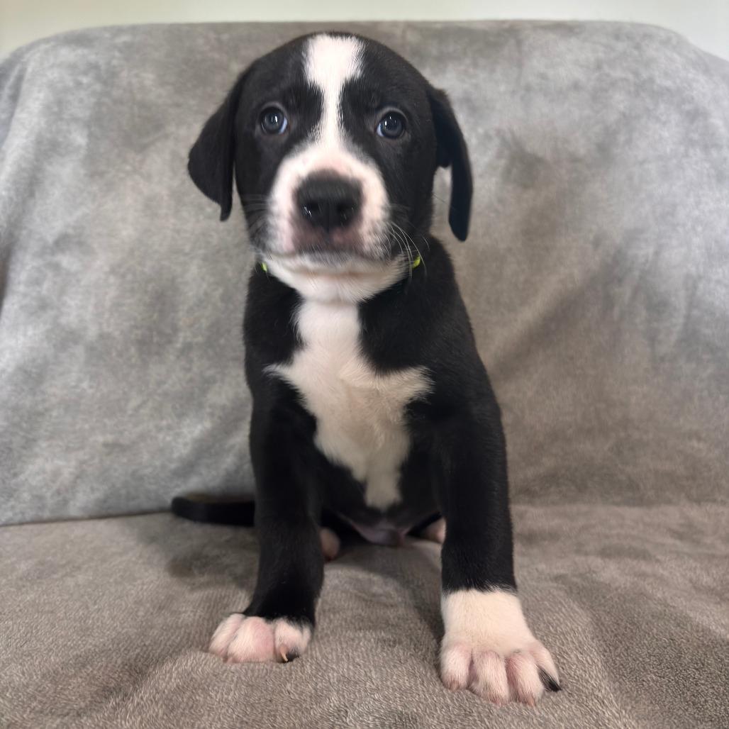 Enlarge Affogato, a Adoptable mixed breed in West Jordan, UT image 1/1