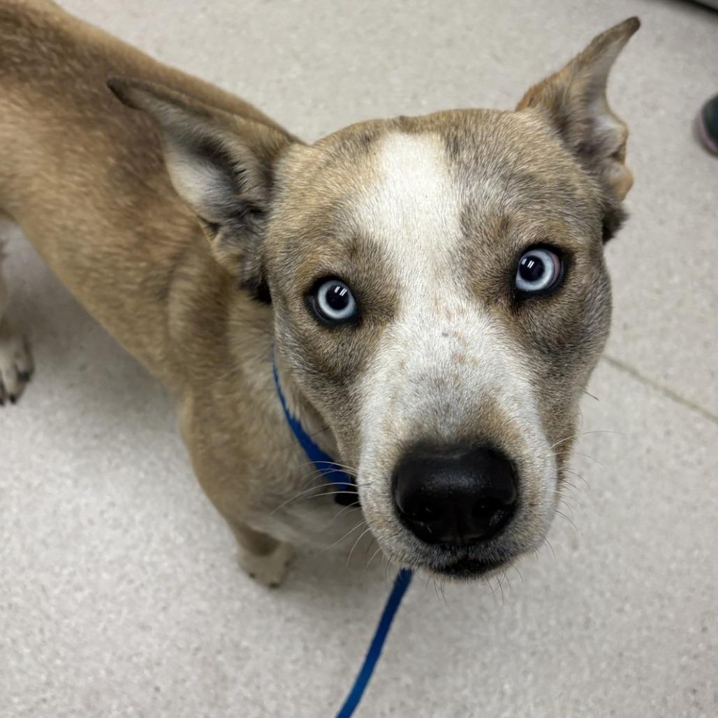 Cash, Adoptable, Young Male Mixed Breed.