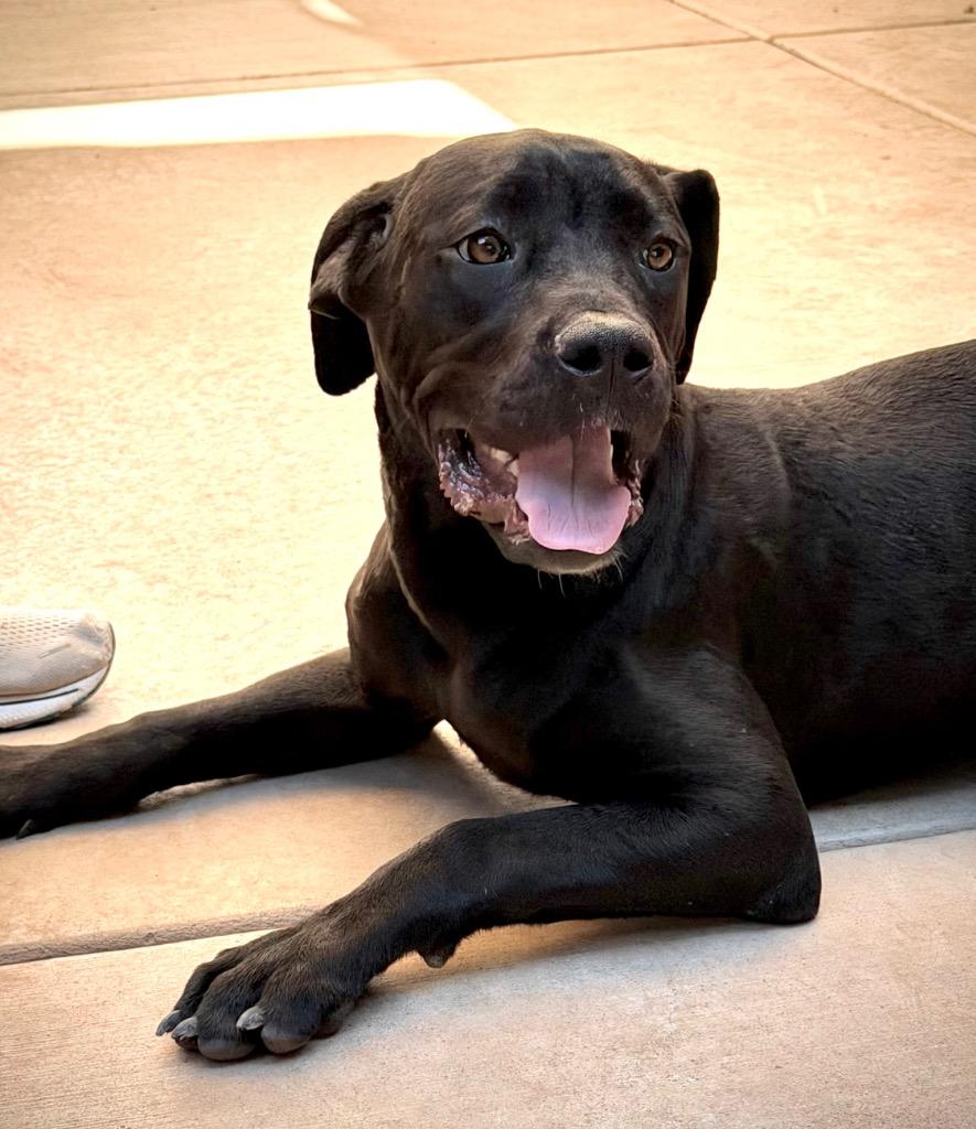 Teensy, a Adoptable Cane Corso in Cottonwood, AZ image 1/2