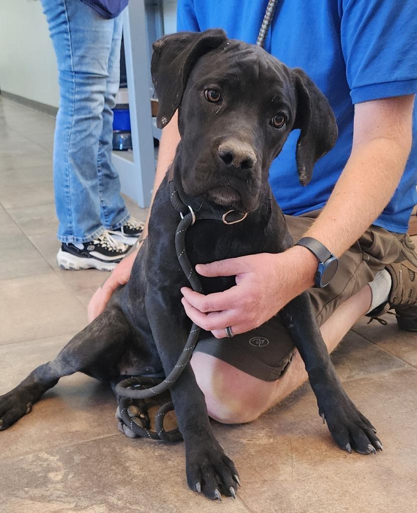 Teensy, a Adoptable Cane Corso in Cottonwood, AZ image 2/2
