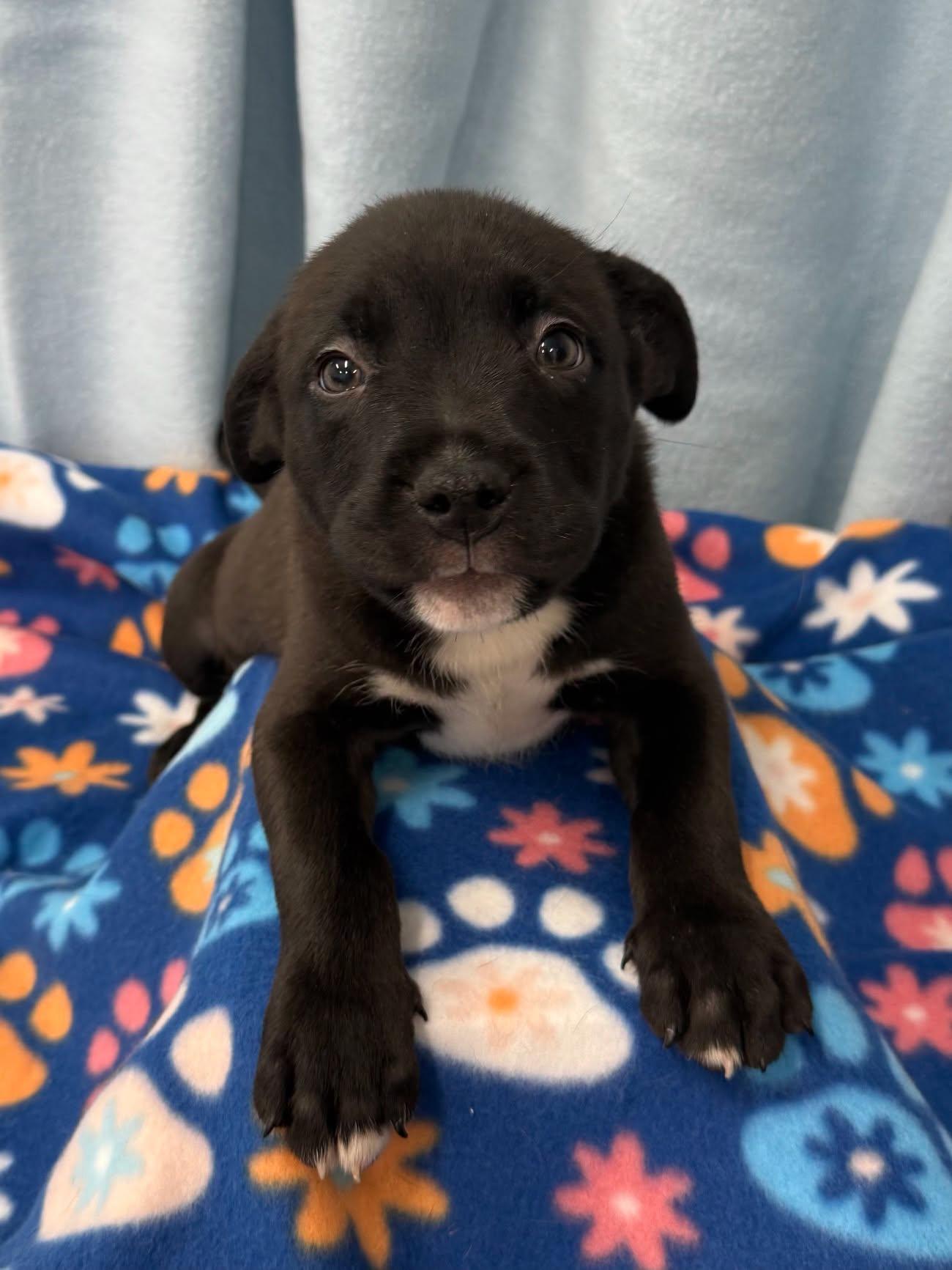 Gouda, a Adoptable mixed breed in East Sparta, OH image 2/2