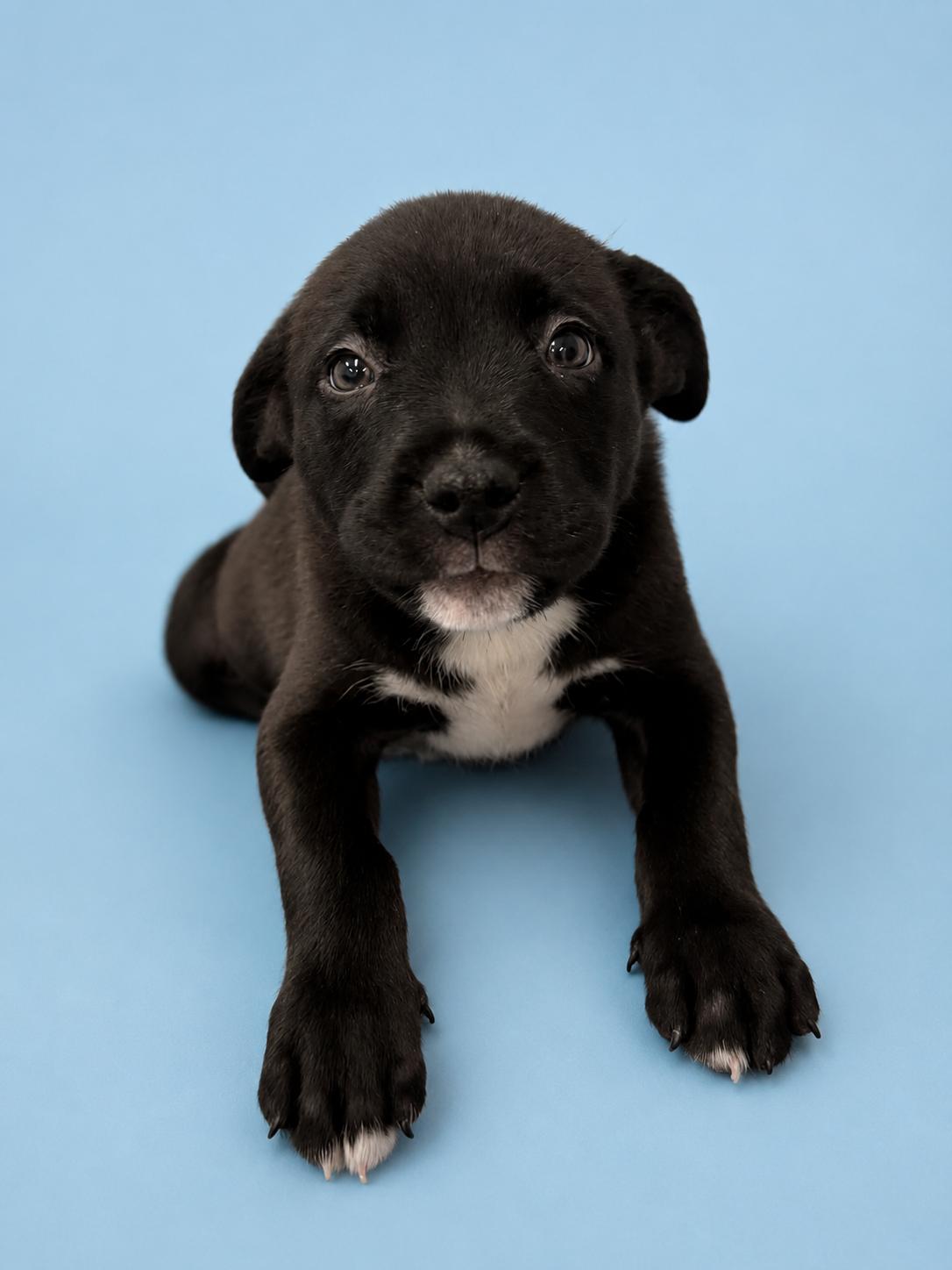 Gouda, Adoptable, Puppy Male Labrador Retriever & Pit Bull Terrier.