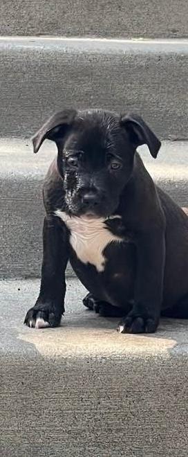 Enlarge Gouda, a Adoptable mixed breed in East Sparta, OH image 1/1
