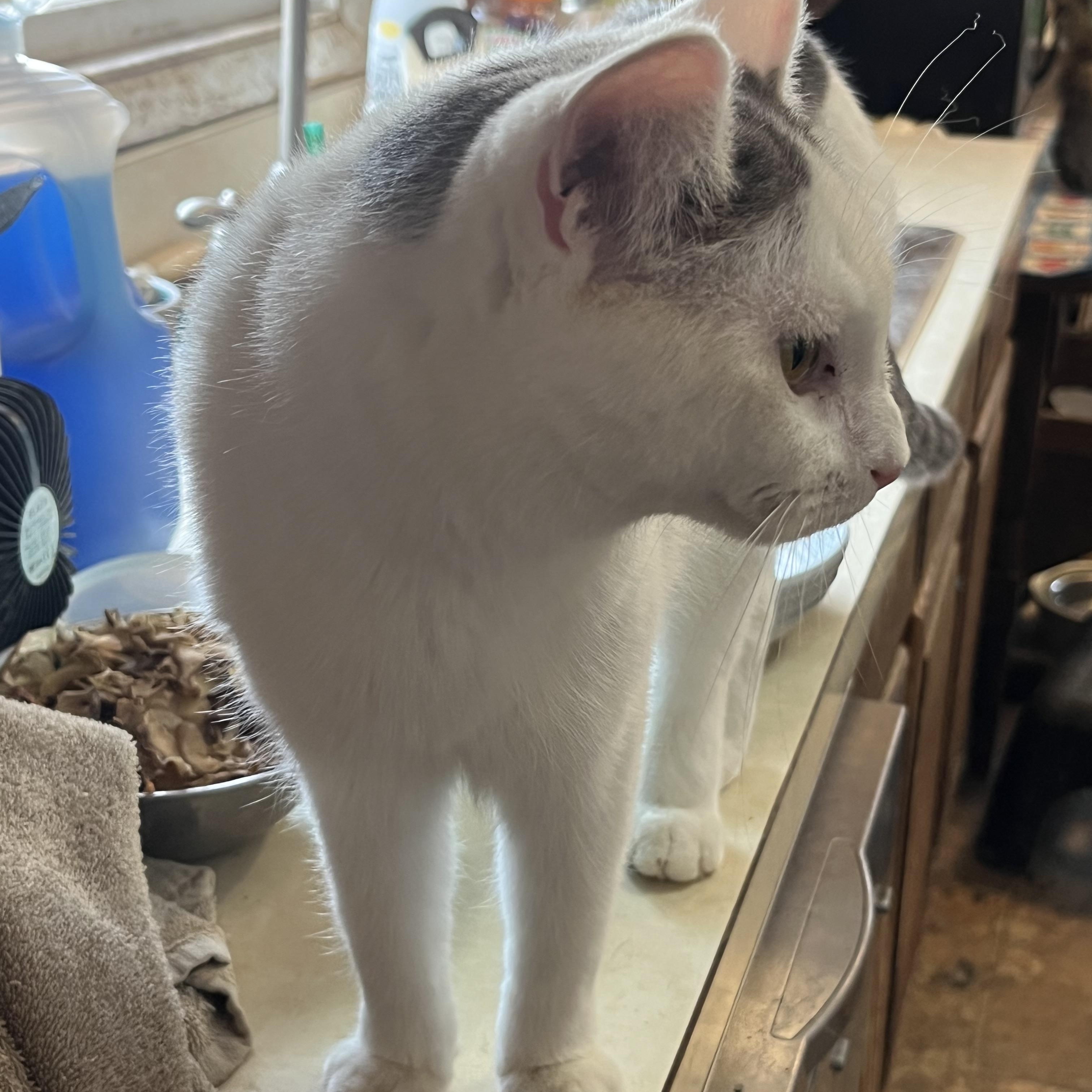 Sebrina, an adoptable Domestic Short Hair in Mount Airy, MD image 2/3