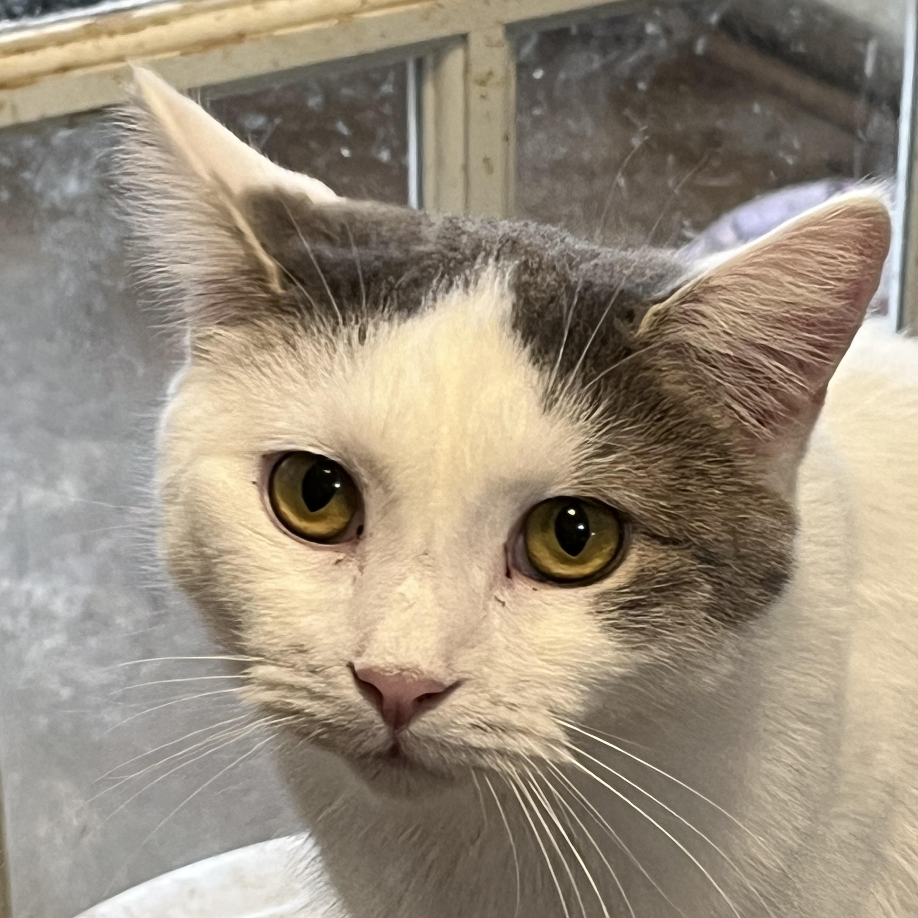 Sebrina, an adoptable Domestic Short Hair in Mount Airy, MD image 1/3