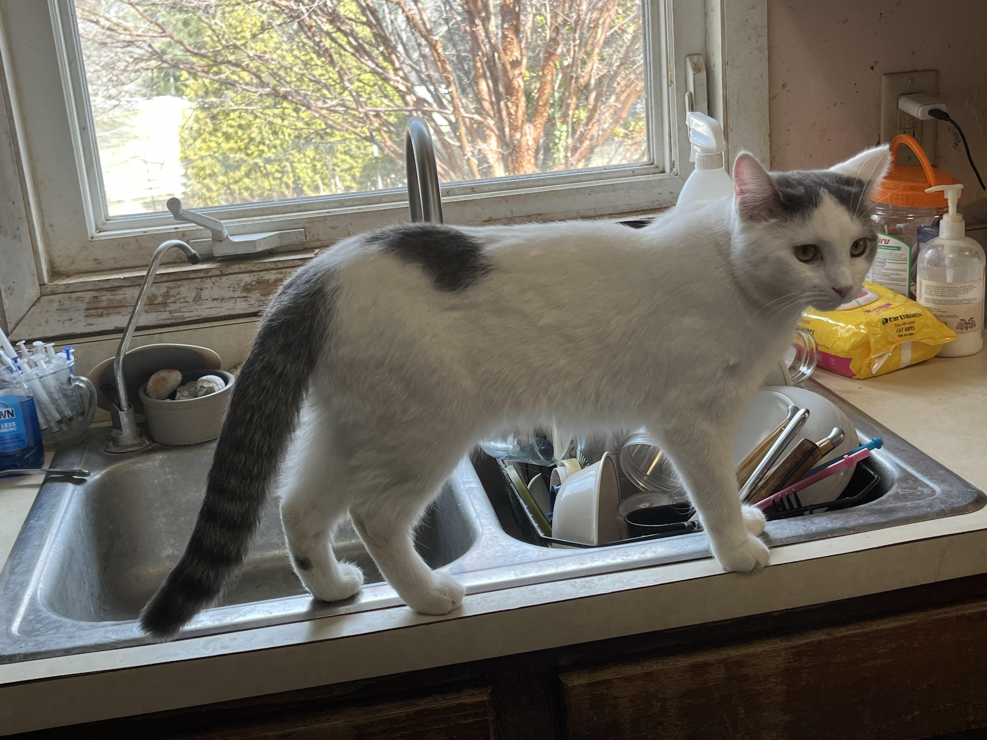 Sebrina, an adoptable Domestic Short Hair in Mount Airy, MD image 3/3