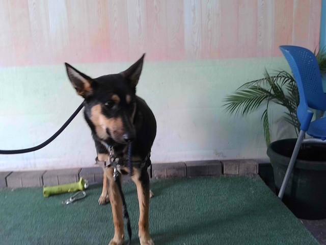 NALA JR, Adoptable, Young Female German Shepherd Dog & Mixed Breed.