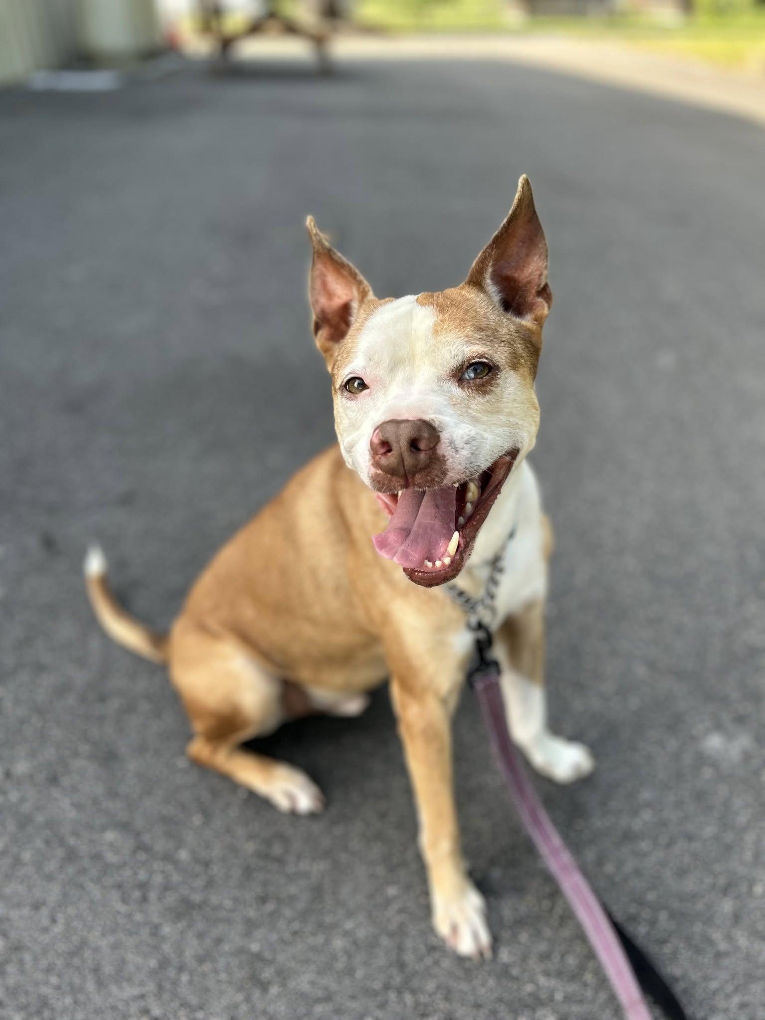 Enlarge Retro, a Adoptable mixed breed in Ayden, NC image 4/6