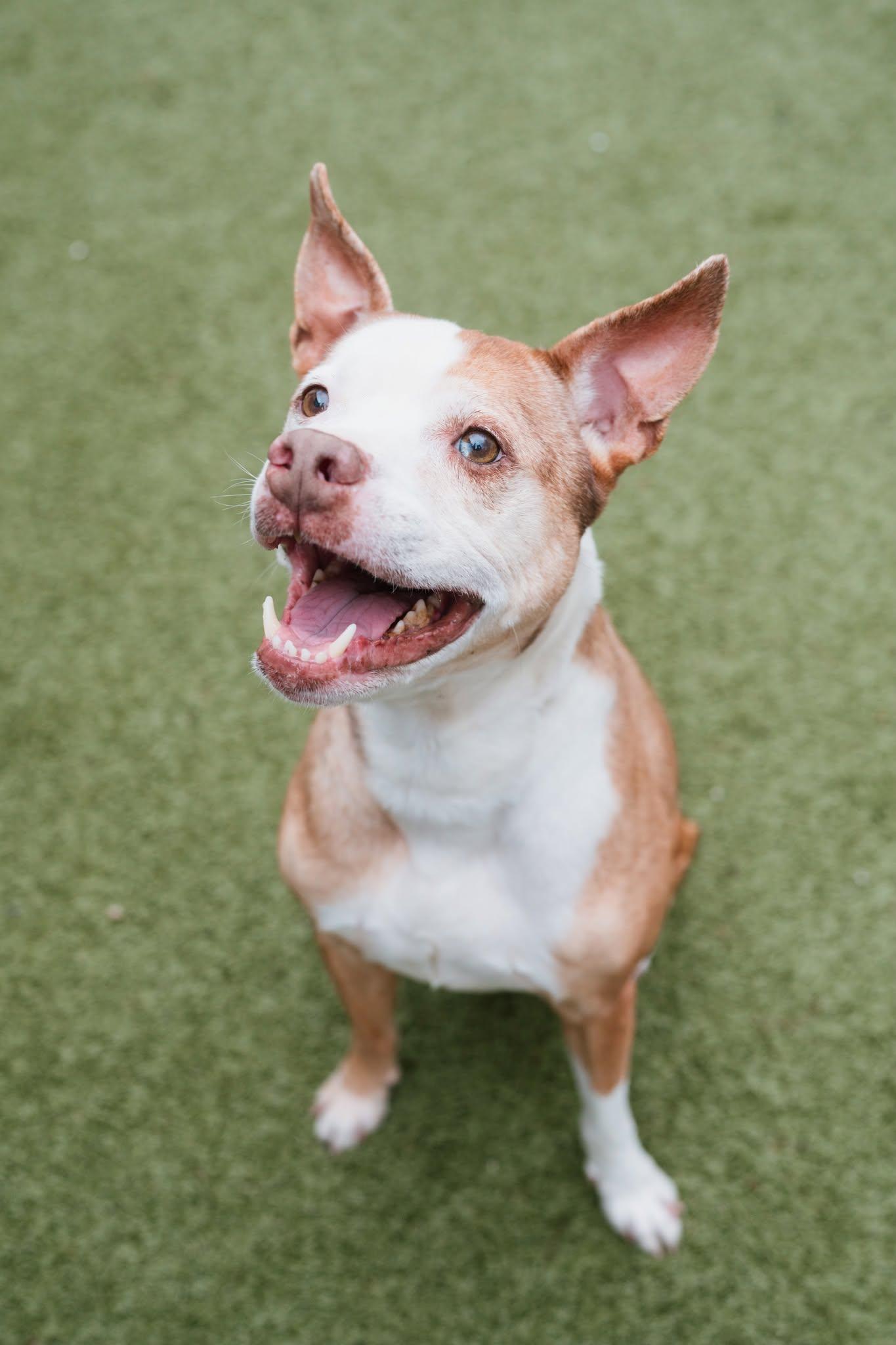 Enlarge Retro, a Adoptable mixed breed in Ayden, NC image 2/6
