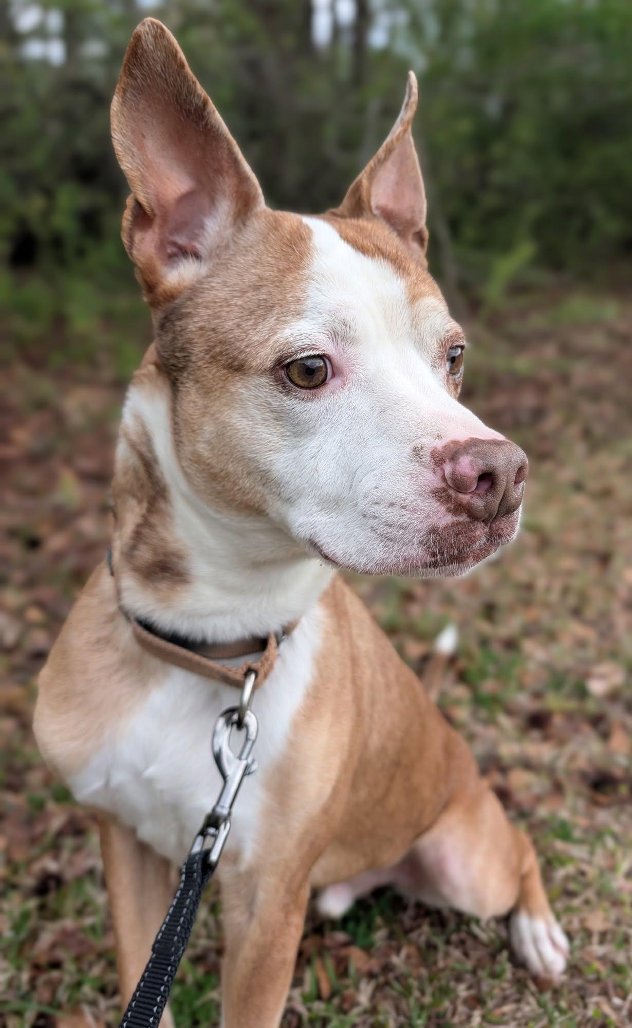 Enlarge Retro, a Adoptable mixed breed in Ayden, NC image 3/6