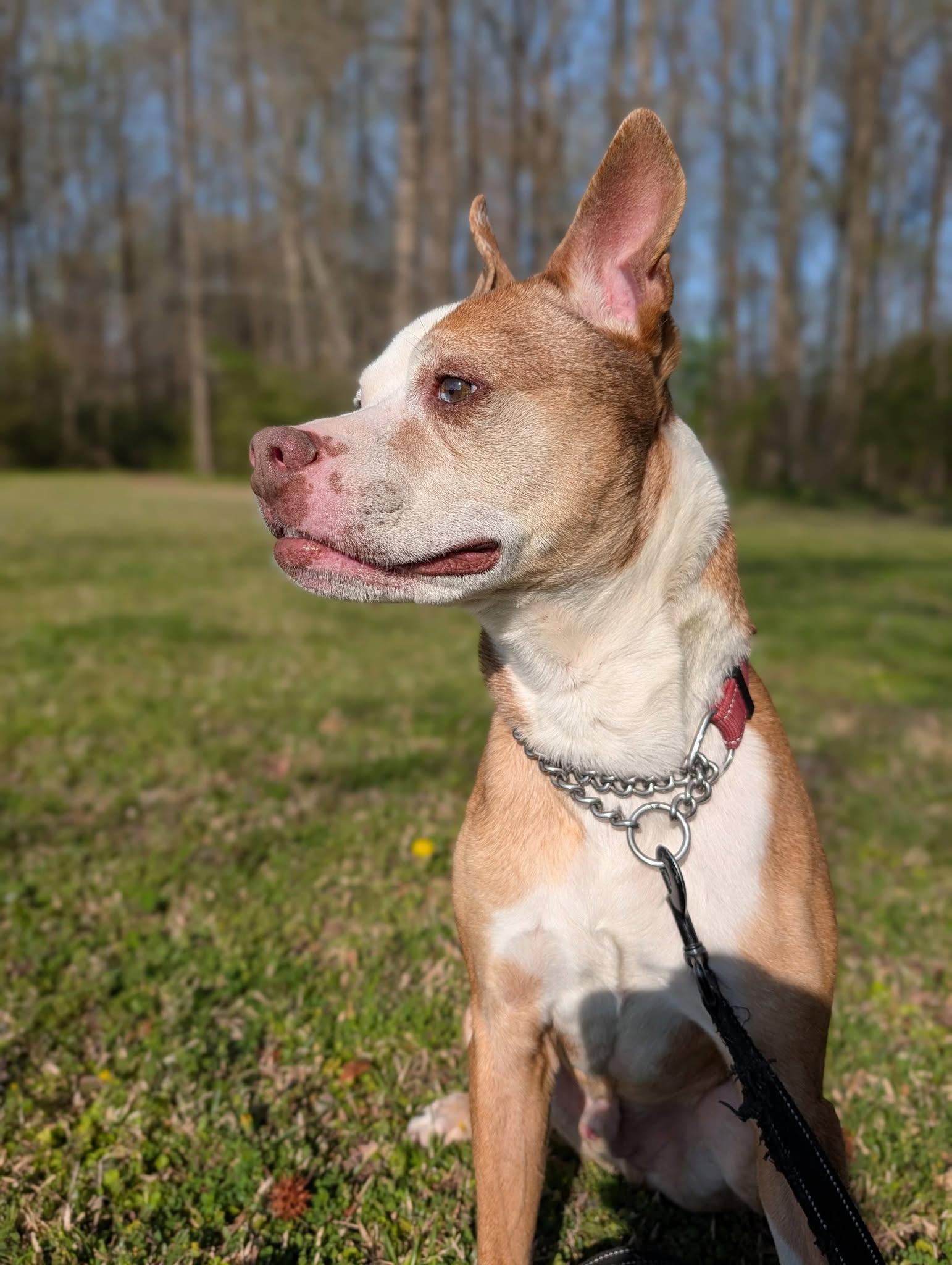 Enlarge Retro, a Adoptable mixed breed in Ayden, NC image 6/6