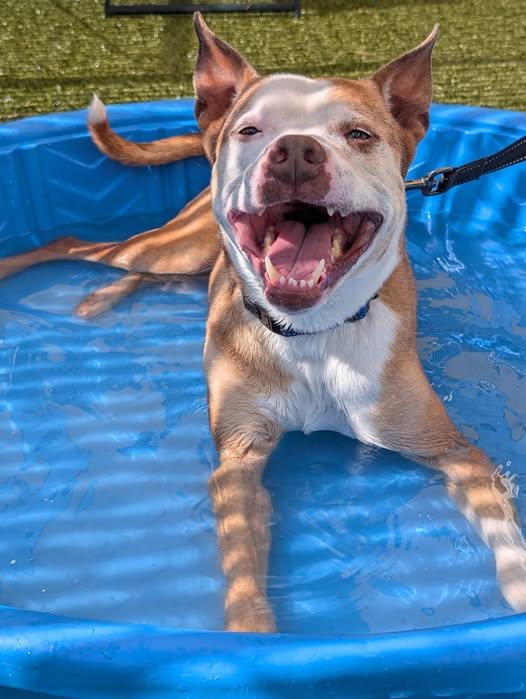Retro, Adoptable, Adult Male Pit Bull Terrier.