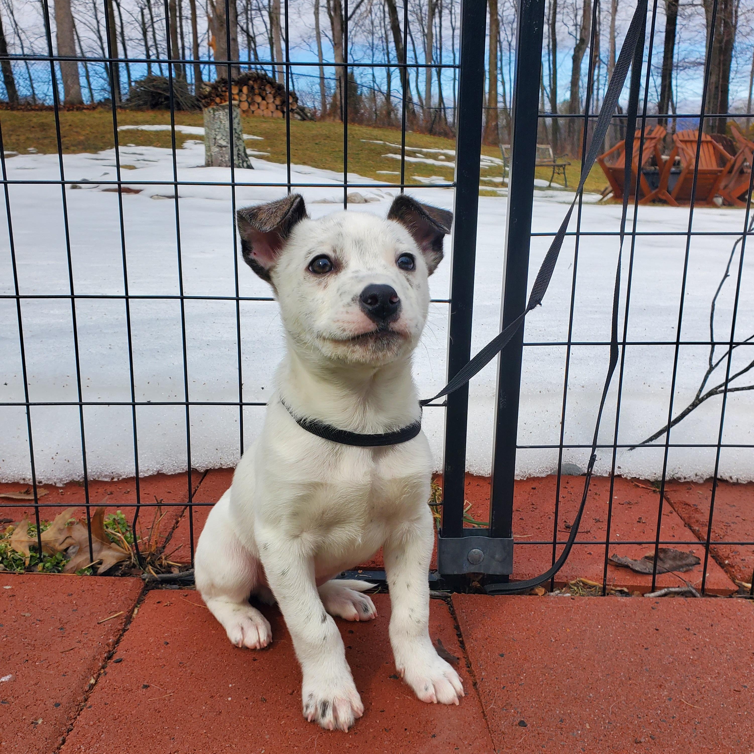 Bobby, Adoptable, Puppy Male Mixed Breed.