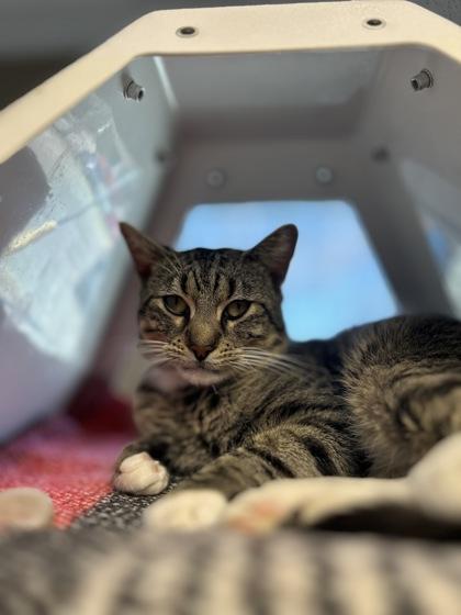 Peter Parker — thumbnail 3