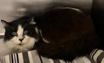 Buffy, an adoptable Domestic Medium Hair in Redmond, OR, 97756 | Photo Image 1