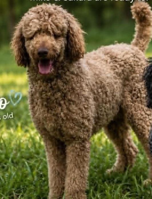 Enlarge Miko, a ADOPTABLE Standard Poodle in Cumming, GA image 1/1