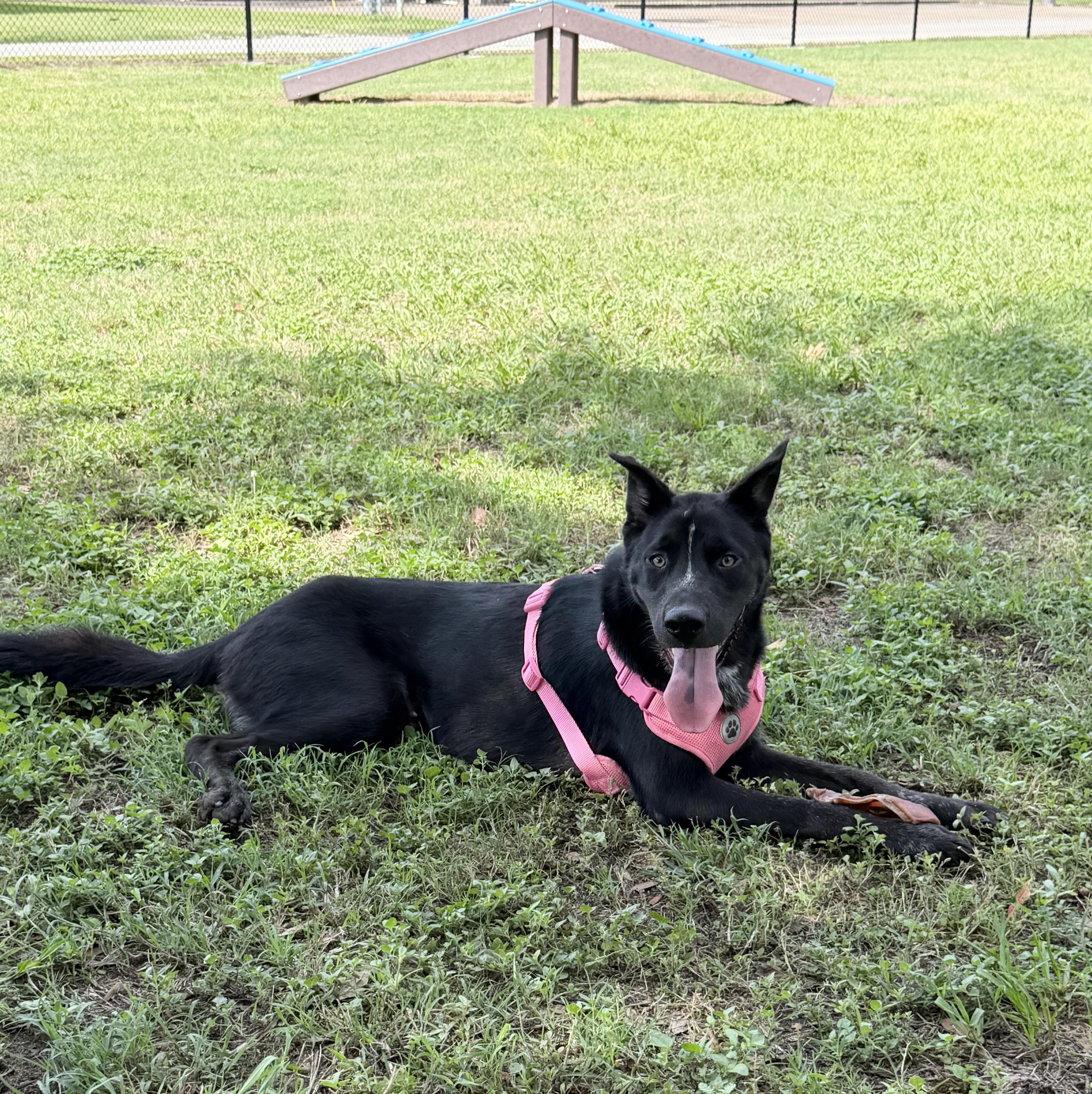 Enlarge Darling Dewey, a Adoptable mixed breed in West Hartford , CT image 5/5