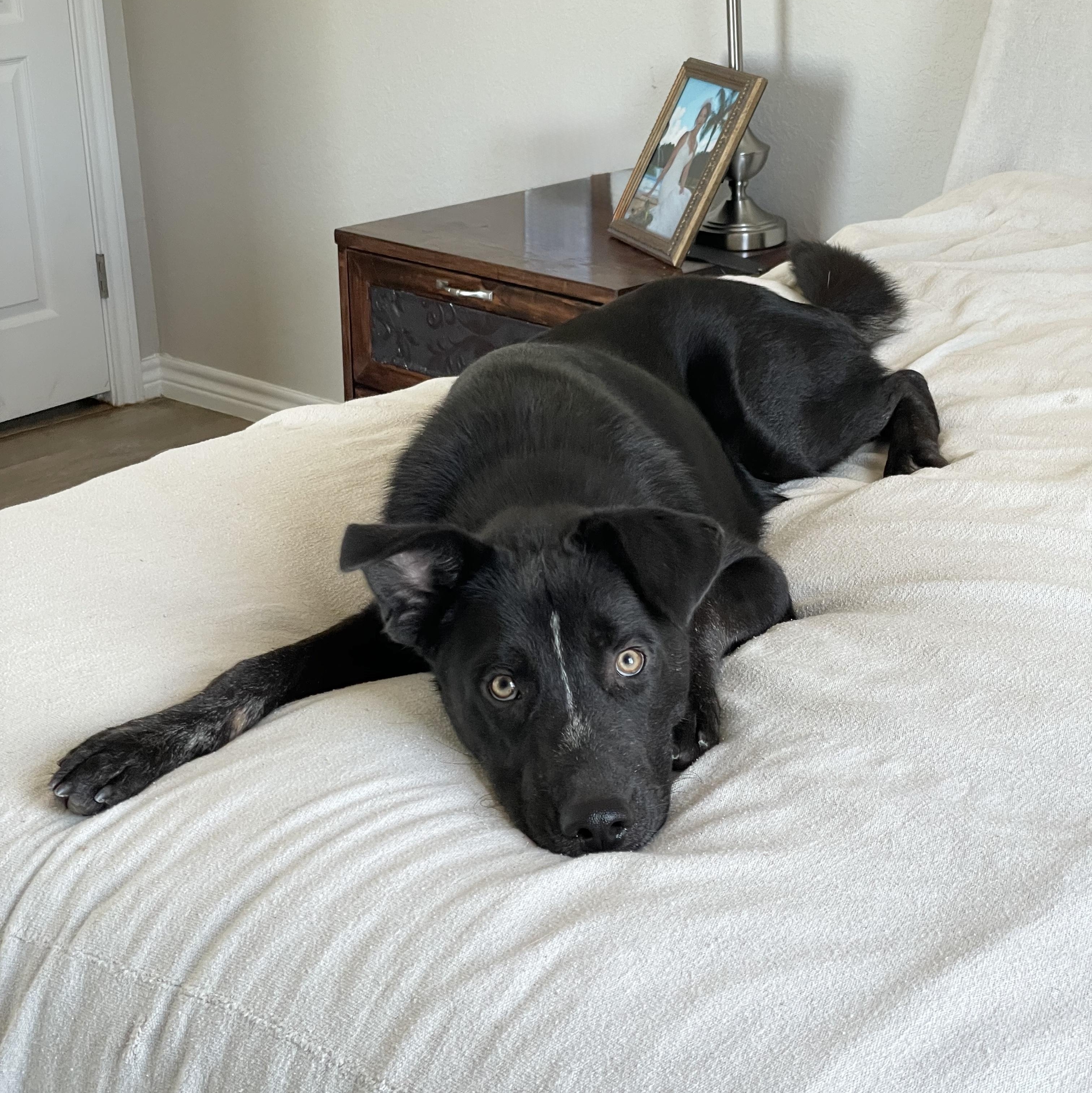 Enlarge Darling Dewey, a Adoptable mixed breed in West Hartford , CT image 2/5