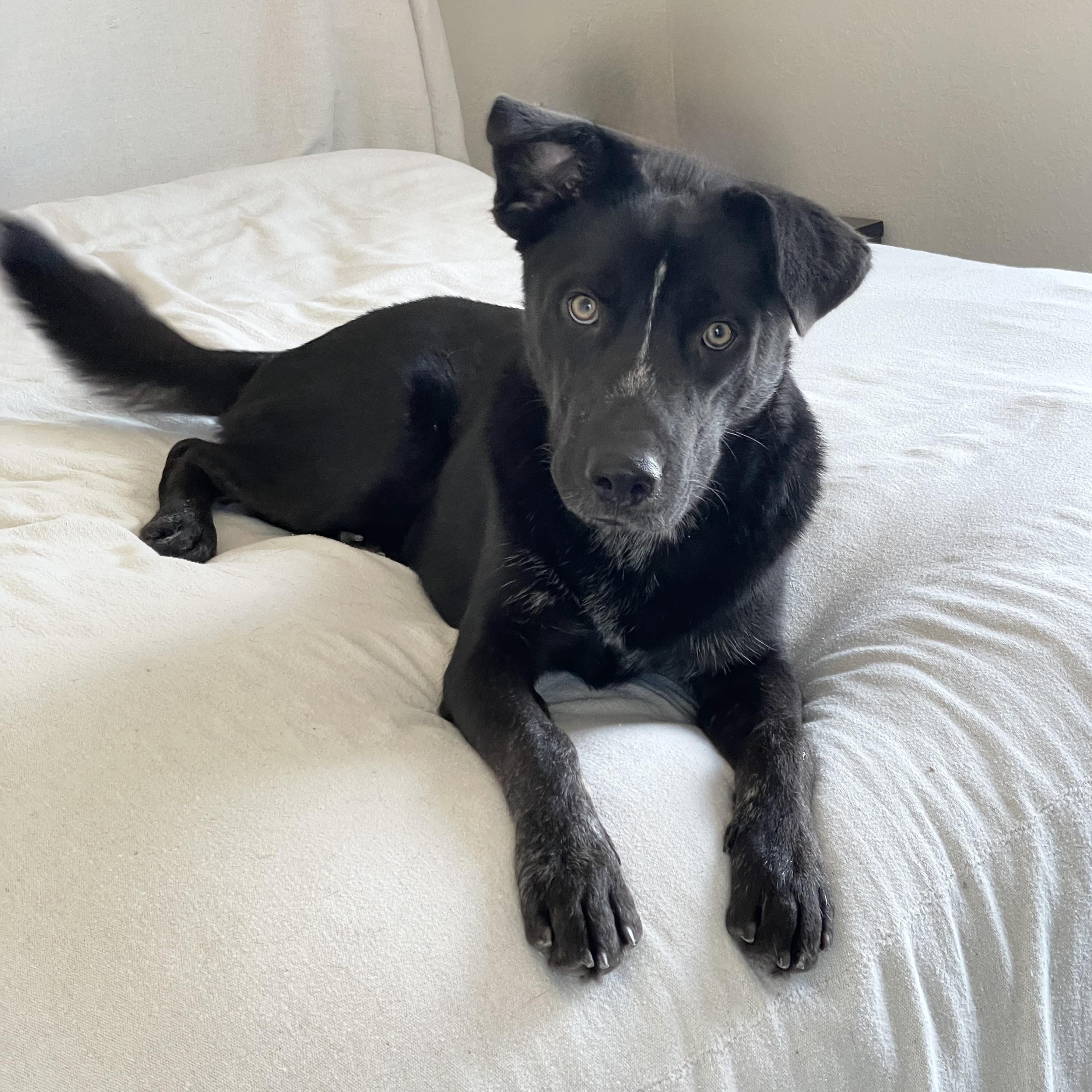 Enlarge Darling Dewey, a Adoptable mixed breed in West Hartford , CT image 4/5
