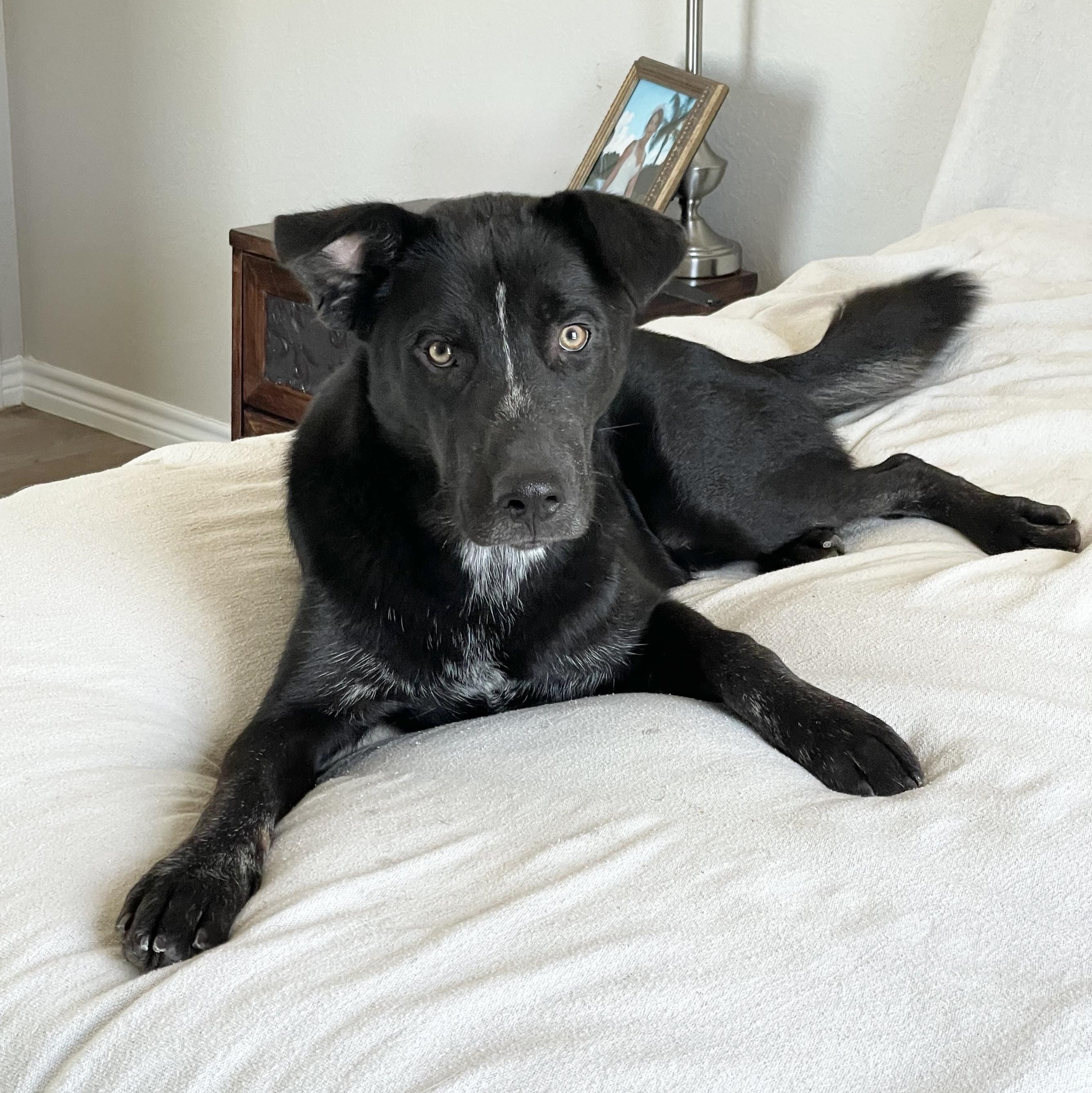 Darling Dewey, Adoptable, Young Male Border Collie & Labrador Retriever.