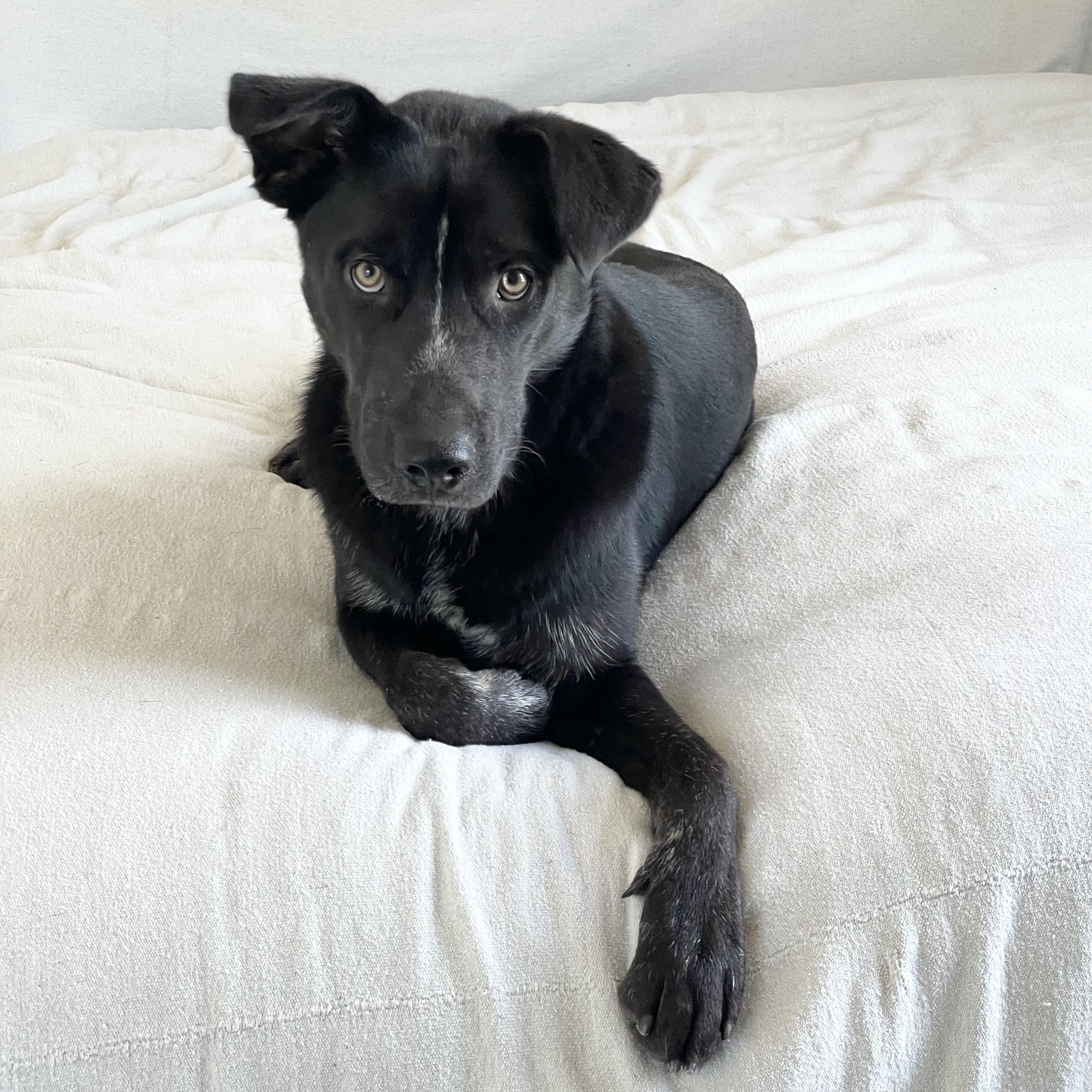 Enlarge Darling Dewey, a Adoptable mixed breed in West Hartford , CT image 3/5