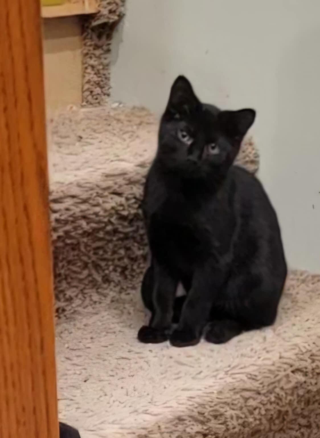 Jocko, Baby Male Domestic Short Hair