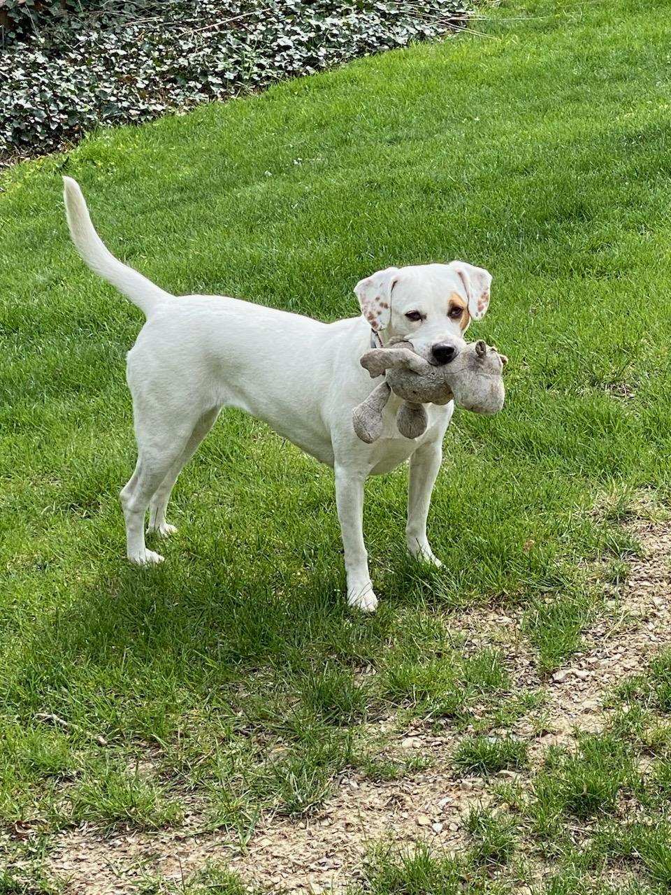 Poppy, Adoptable, Adult Female Labrador Retriever & Pointer.