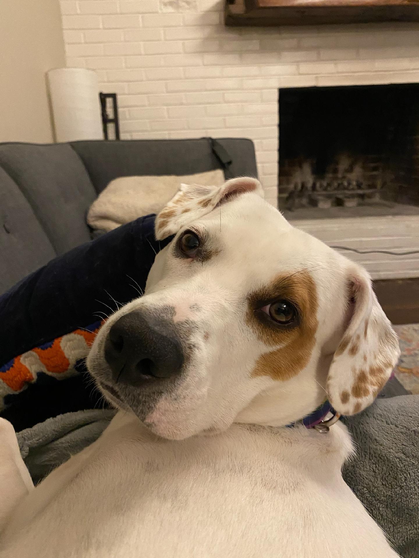 Poppy, Adoptable, Adult Female Labrador Retriever & Pointer.