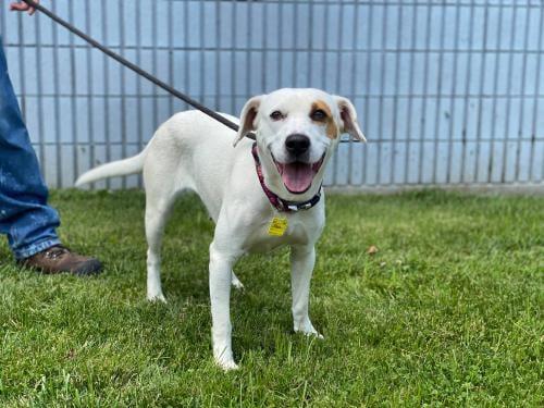 Enlarge Poppy, a Adoptable mixed breed in Westminster, MD image 2/6