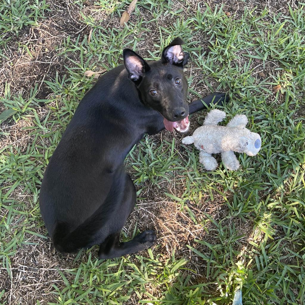 Enlarge Bobby, a Adoptable mixed breed in San Antonio, TX image 1/5