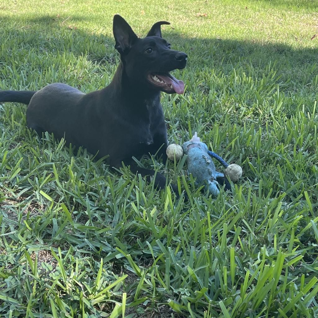 Enlarge Bobby, a Adoptable mixed breed in San Antonio, TX image 2/5
