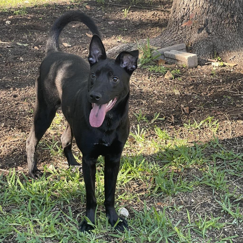 Enlarge Bobby, a Adoptable mixed breed in San Antonio, TX image 3/5