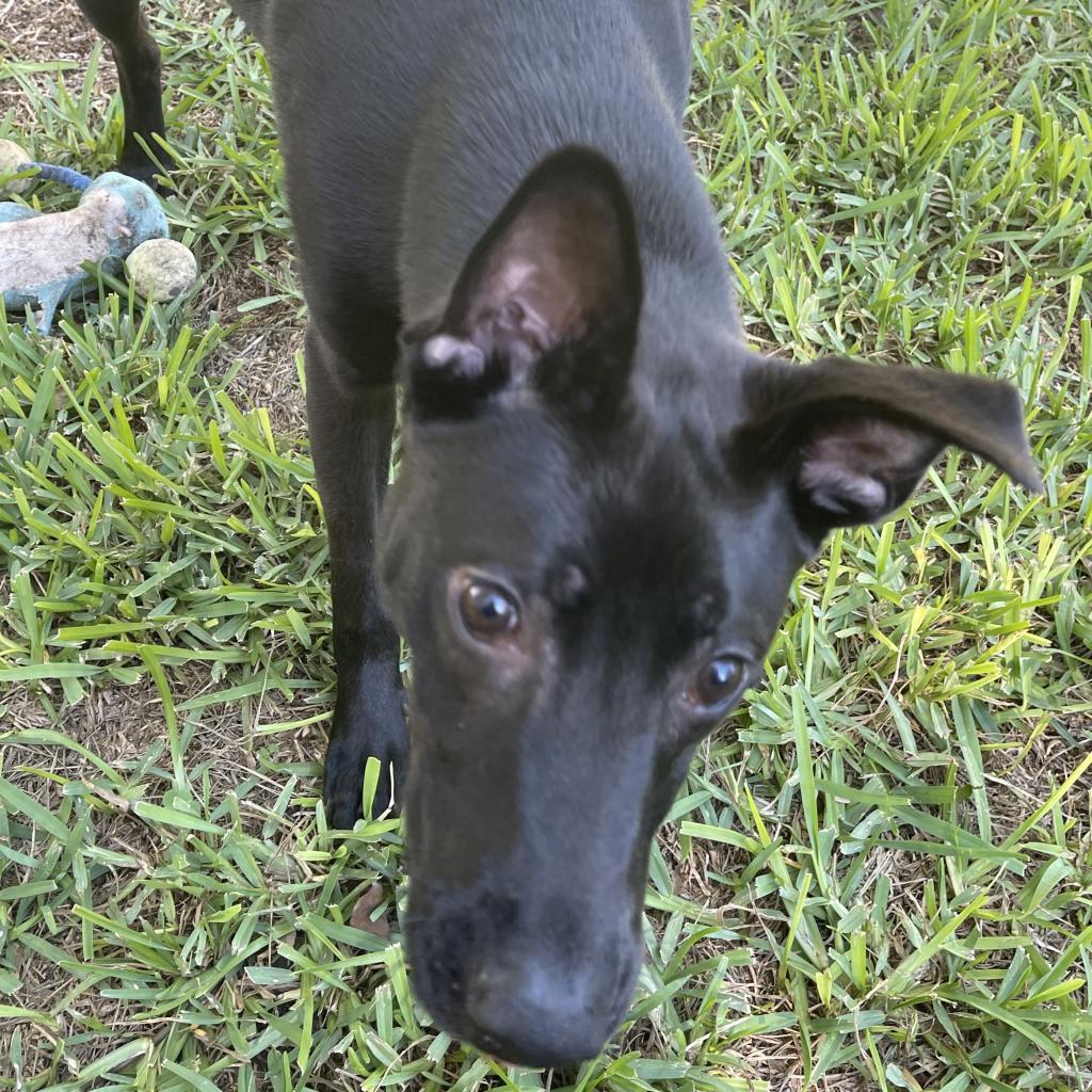 Enlarge Bobby, a Adoptable mixed breed in San Antonio, TX image 4/5