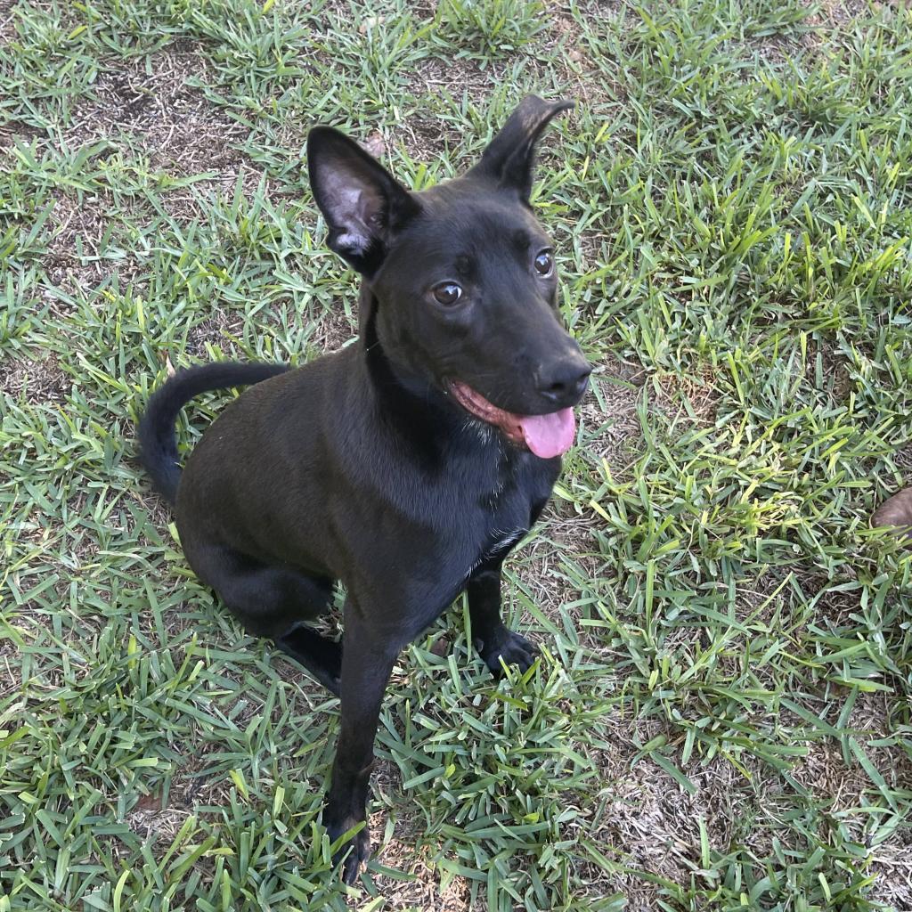 Enlarge Bobby, a Adoptable mixed breed in San Antonio, TX image 5/5