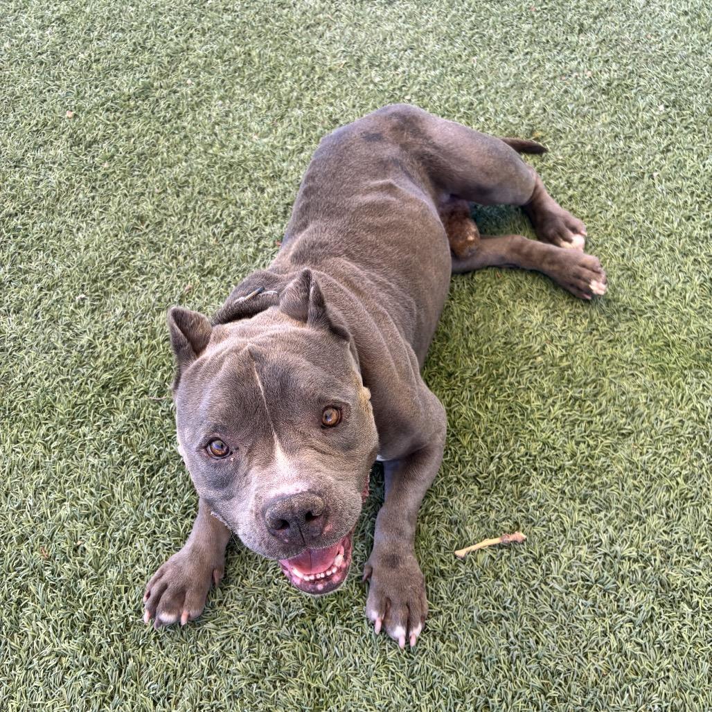 Batman, a Adoptable Pit Bull Terrier in Henderson, NV image 1/5