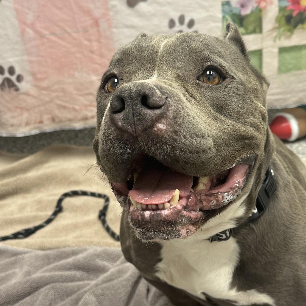 Batman, a Adoptable Pit Bull Terrier in Henderson, NV image 2/5