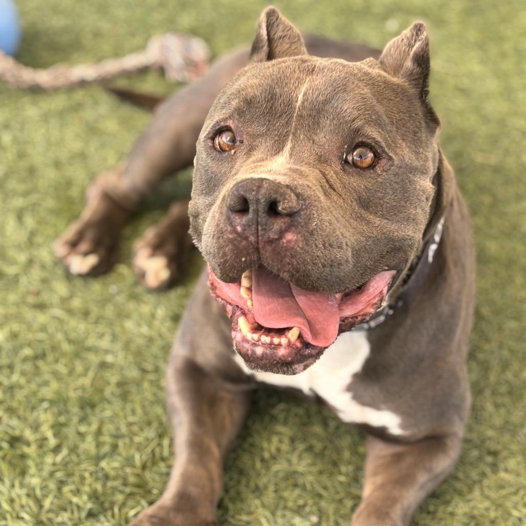 Batman, a Adoptable Pit Bull Terrier in Henderson, NV image 3/5