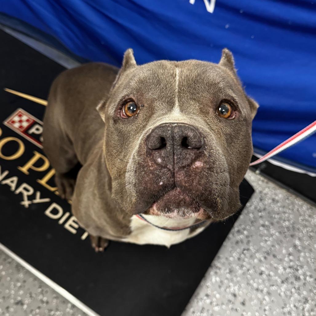 Batman, a Adoptable Pit Bull Terrier in Henderson, NV image 4/5