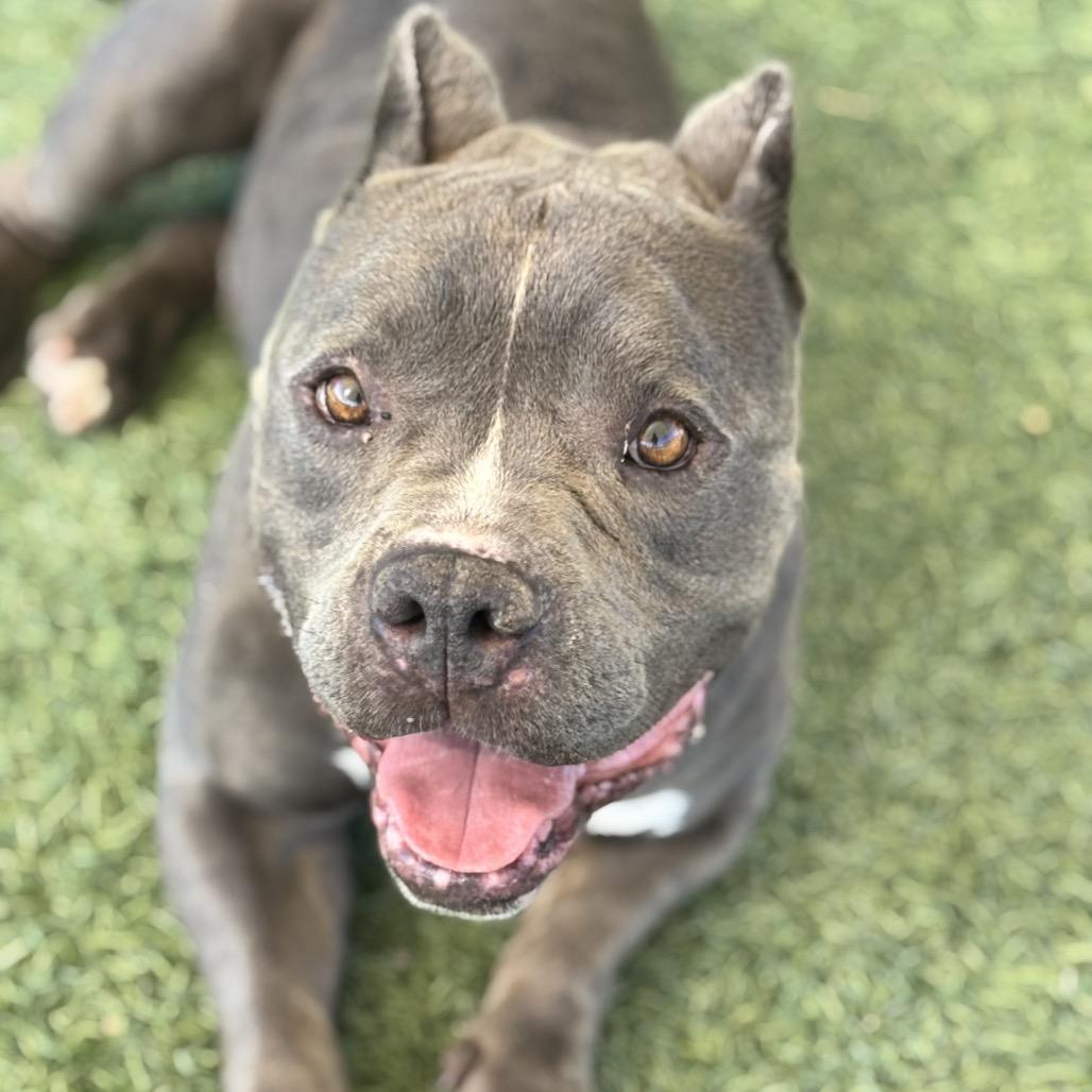 Batman, a Adoptable Pit Bull Terrier in Henderson, NV image 5/5