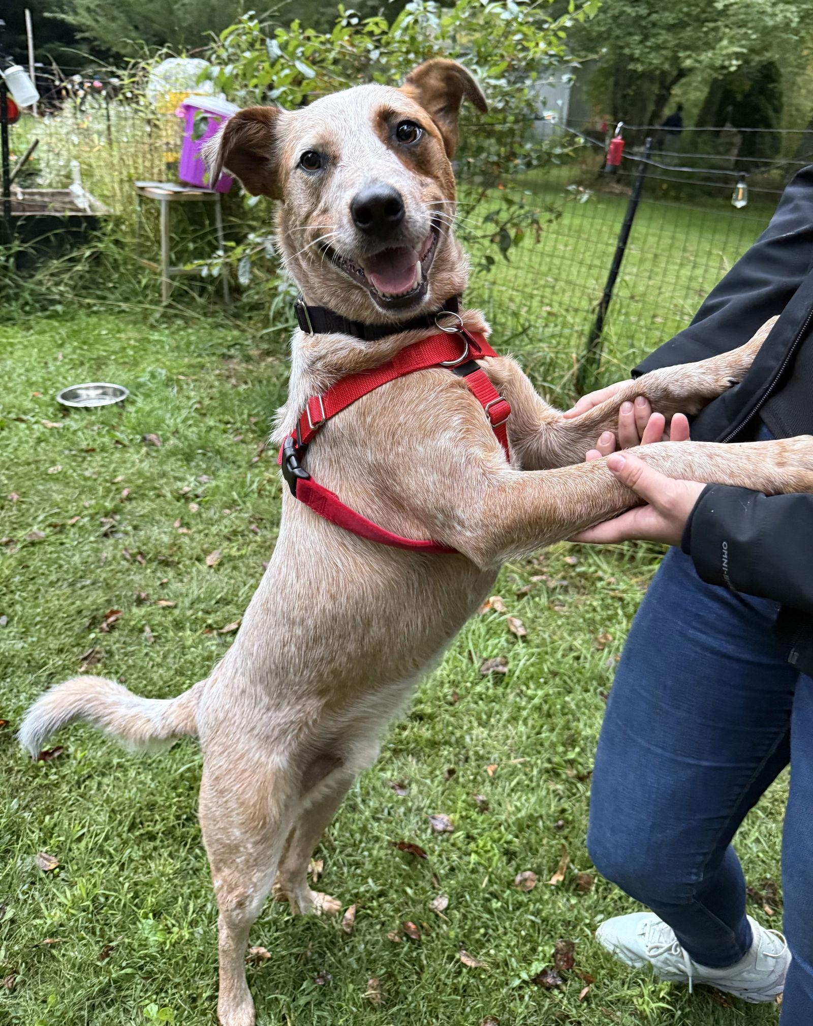 Patch *LOCAL*, Adoptable, Young Male Australian Cattle Dog / Blue Heeler.