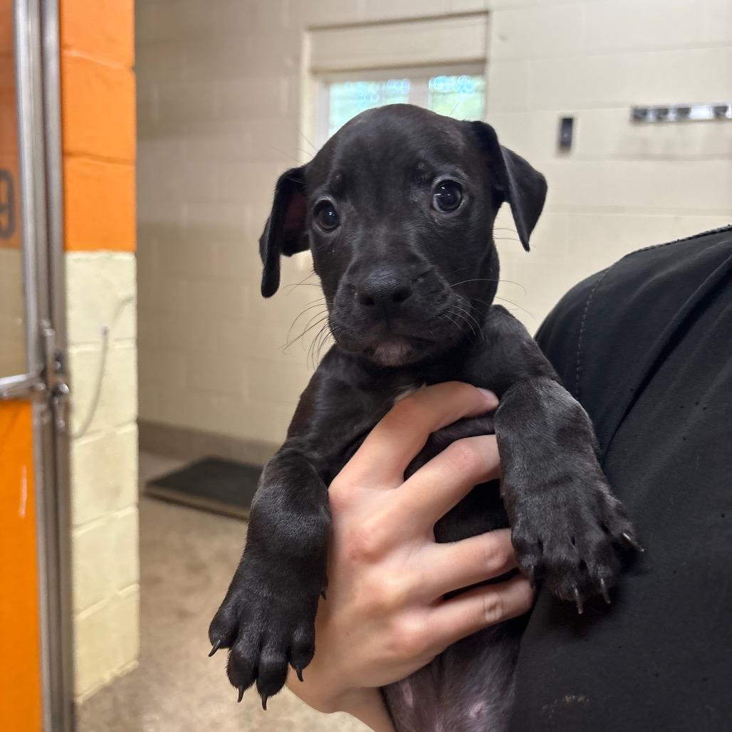 Hennessy, Adoptable, Puppy Female Mixed Breed.