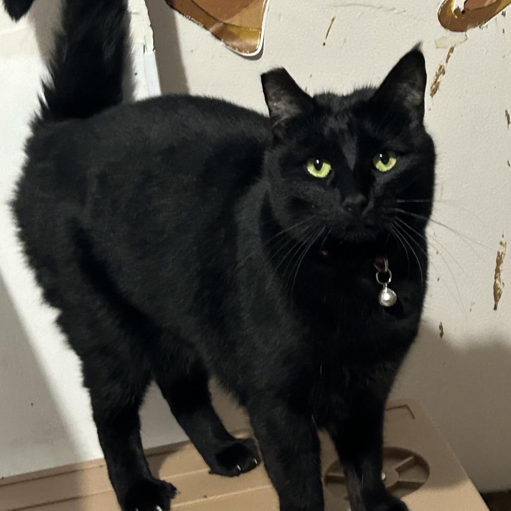 Enlarge Squeekers, a Adoptable Domestic Short Hair in Veneta, OR image 1/1