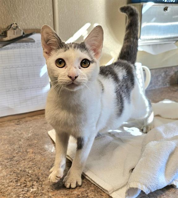 Enlarge SAMIE, a Adoptable Domestic Short Hair in Clyde, NC image 1/1