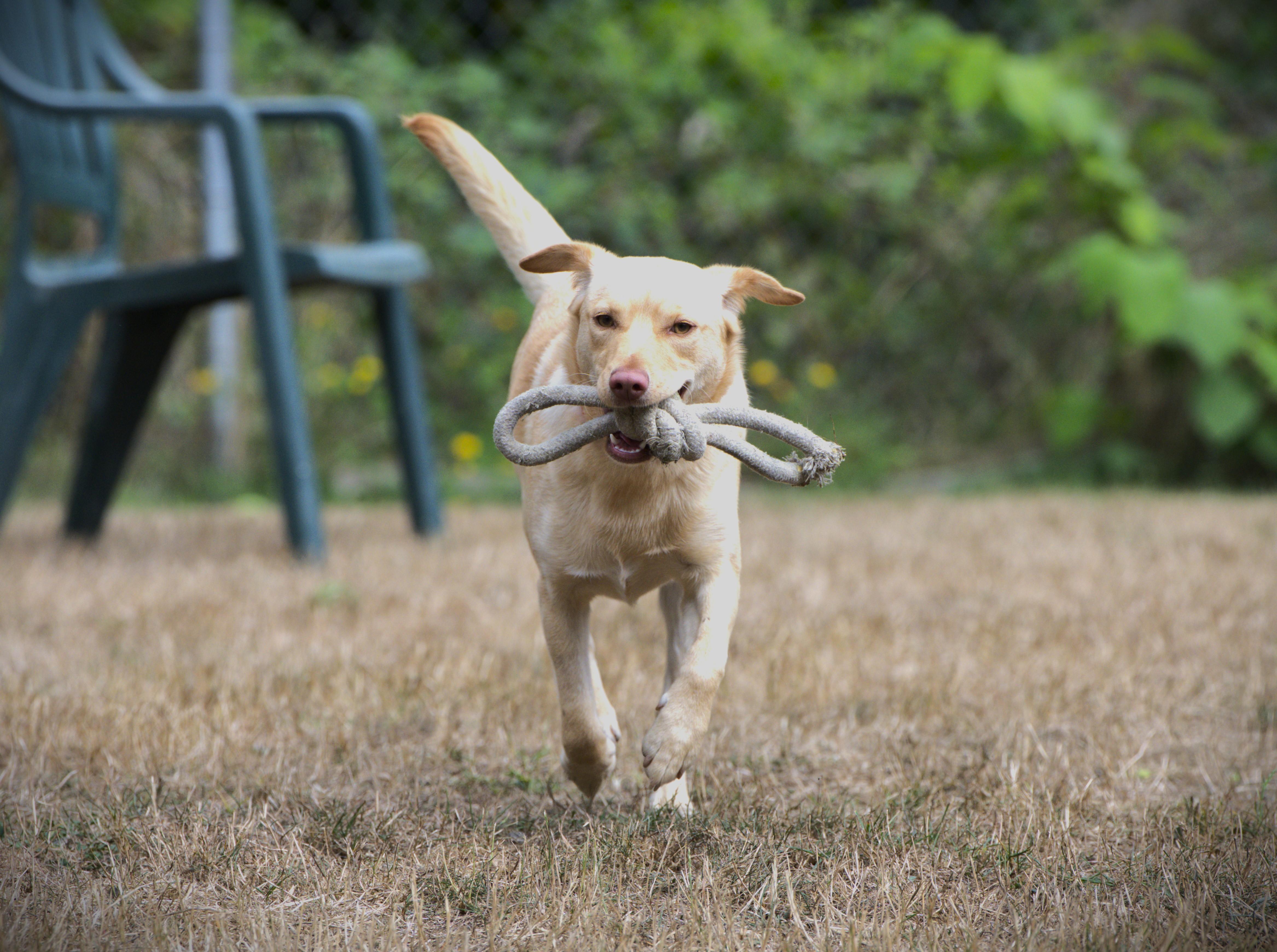 Enlarge Tasha, a Adoptable mixed breed in Hoquiam, WA image 4/5