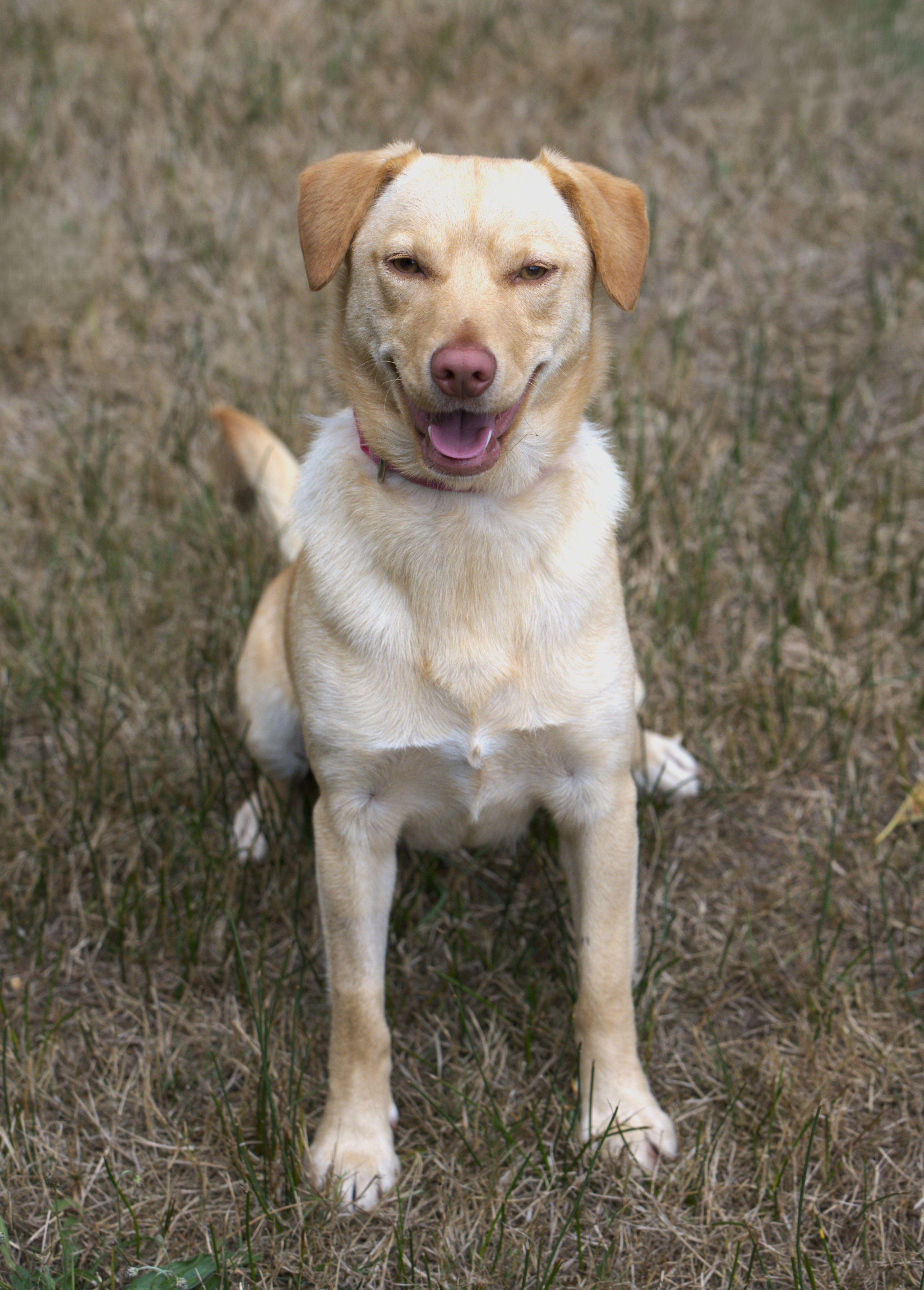 Enlarge Tasha, a Adoptable mixed breed in Hoquiam, WA image 3/5