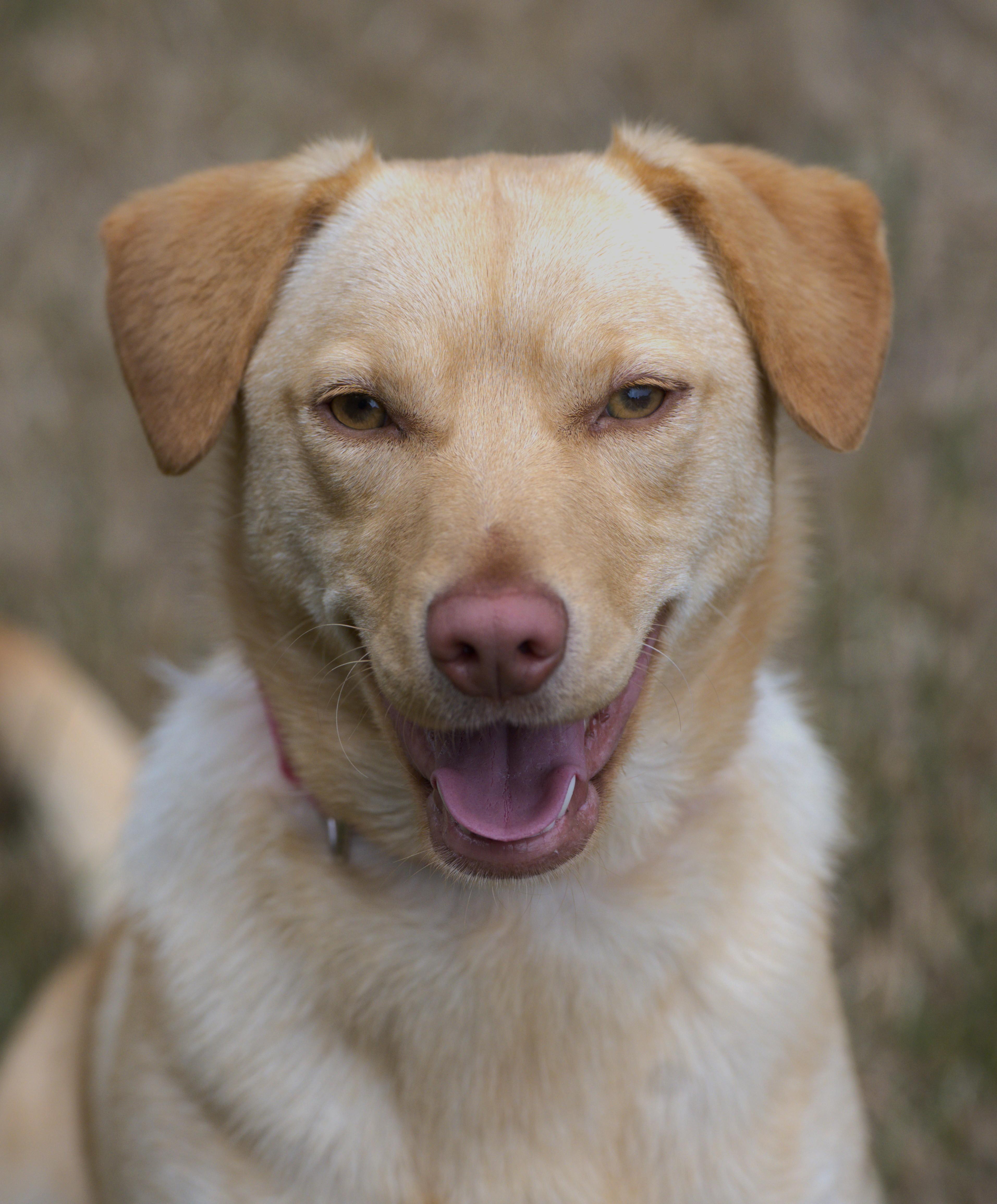Tasha, Adoptable, Adult Female Labrador Retriever.