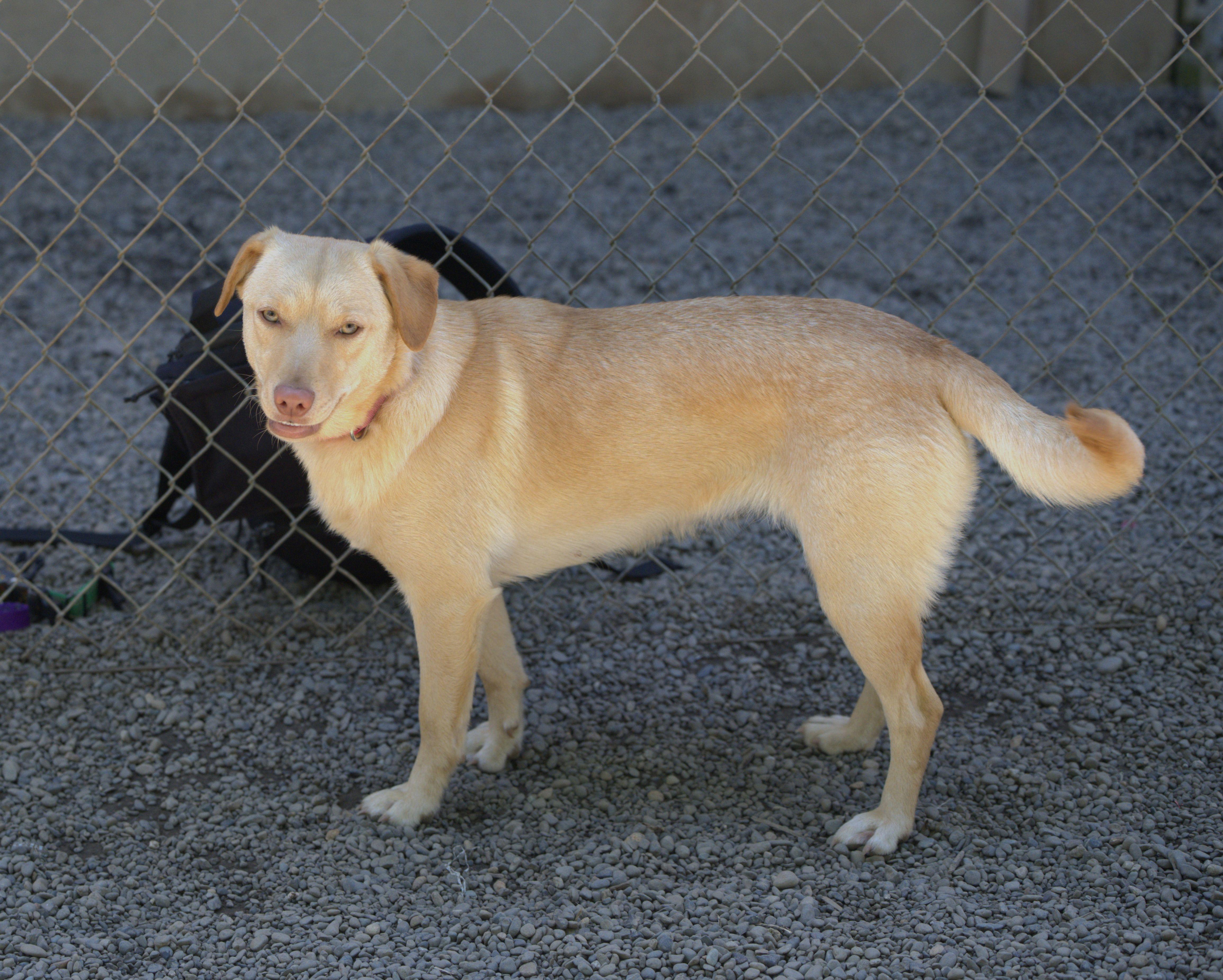 Enlarge Tasha, a Adoptable mixed breed in Hoquiam, WA image 5/5