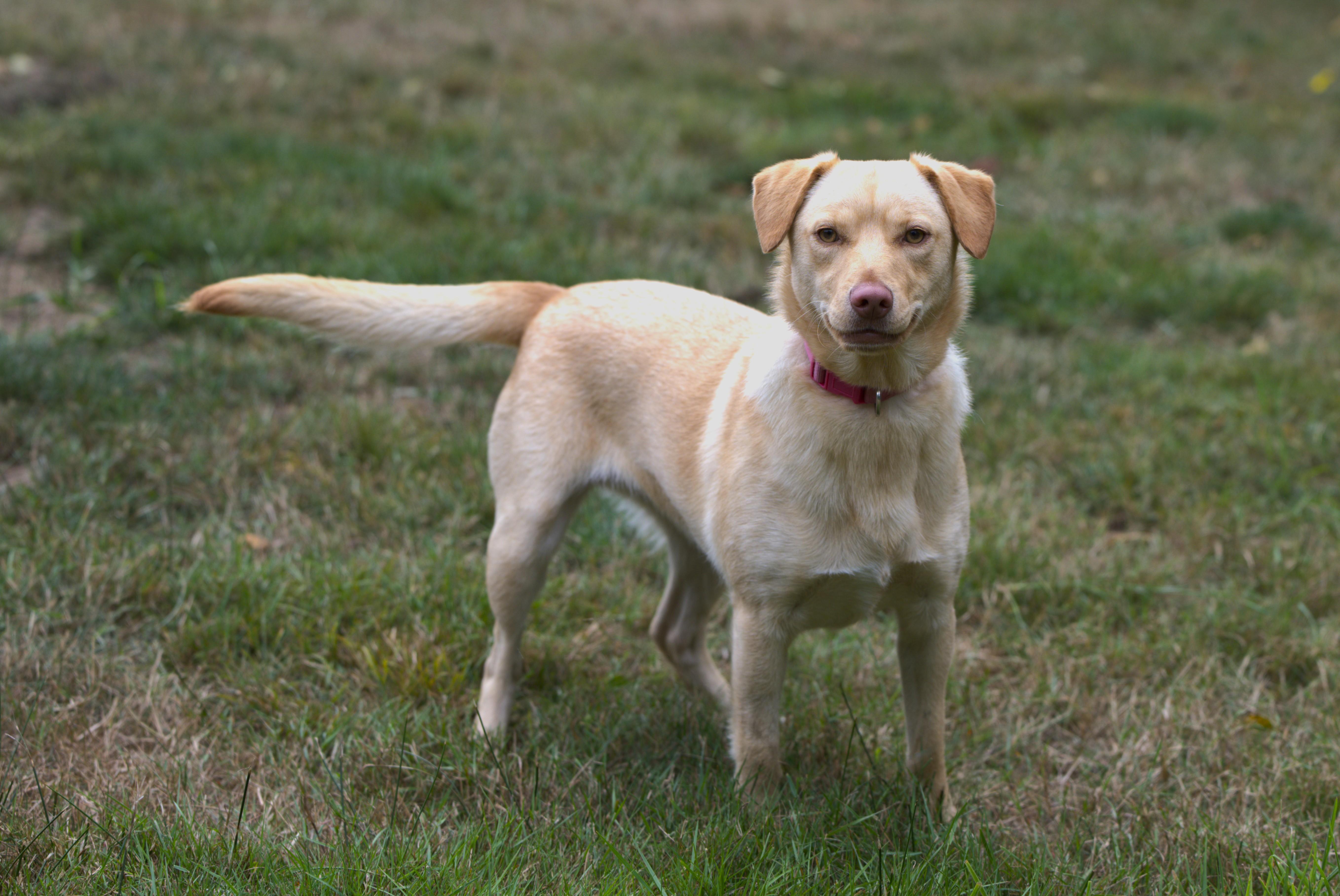 Enlarge Tasha, a Adoptable mixed breed in Hoquiam, WA image 2/5