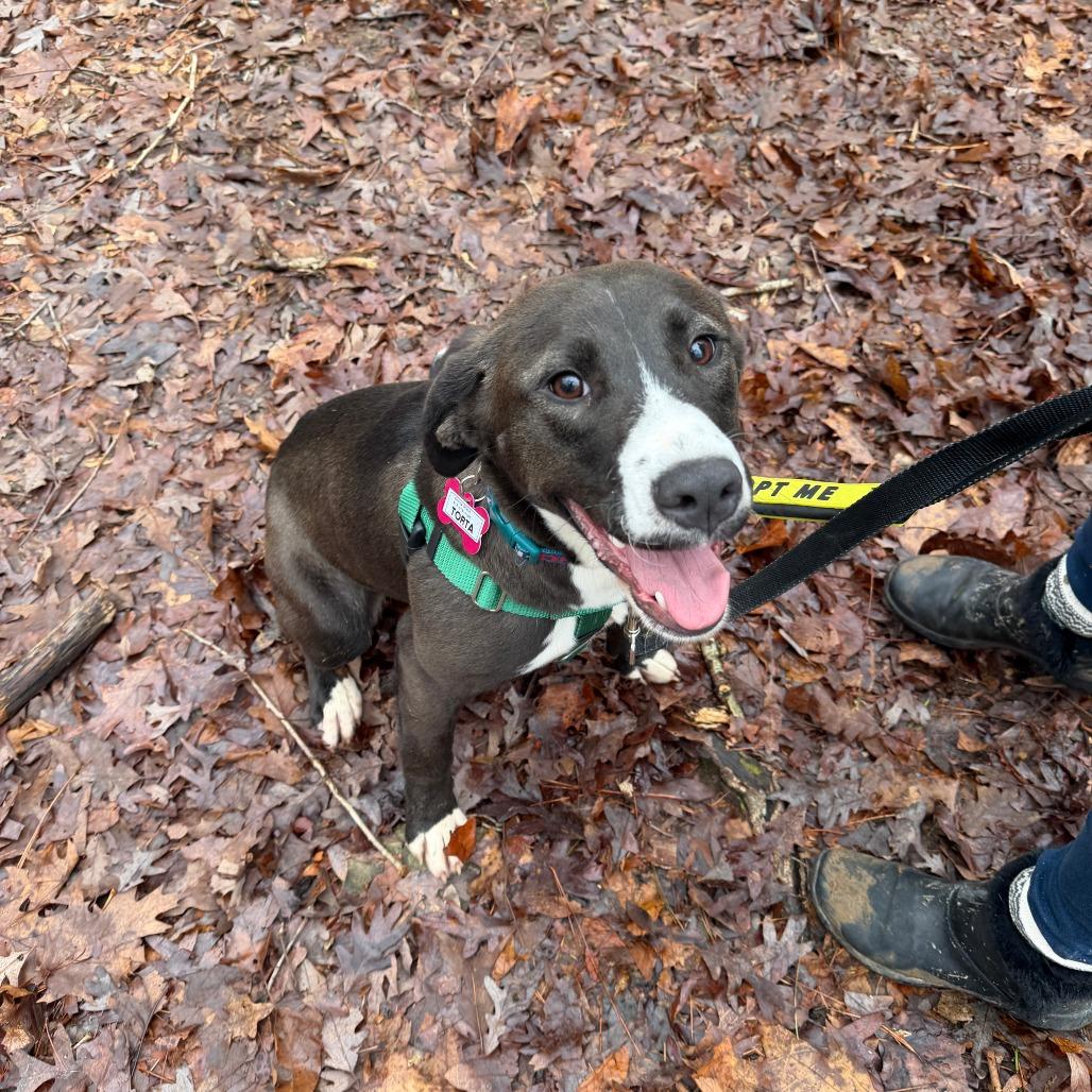 Enlarge Torta, a Adoptable Labrador Retriever in Wake Forest, NC image 1/6
